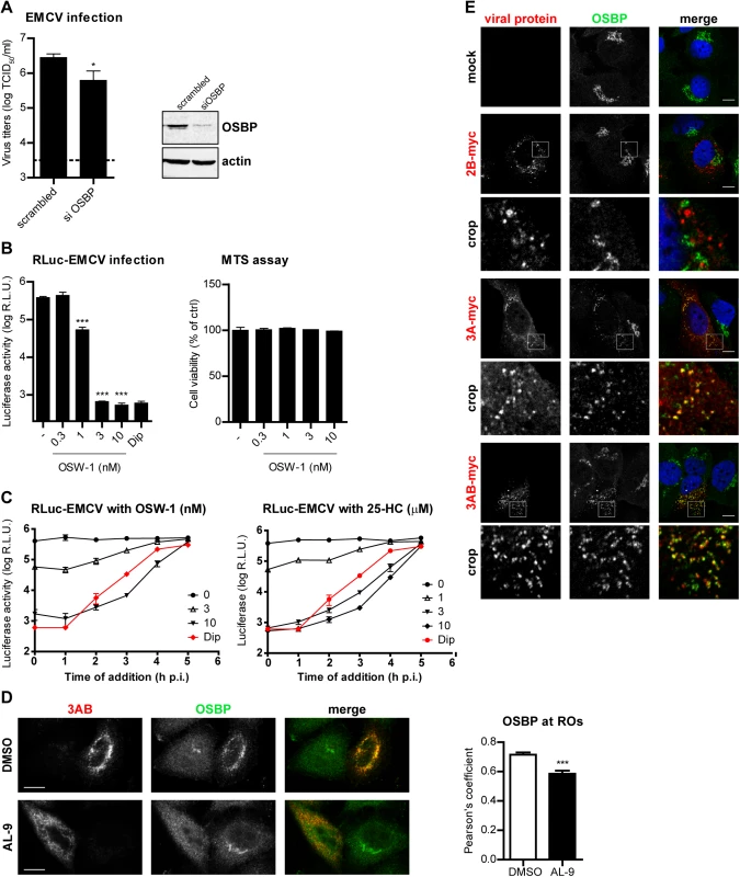 OSBP is a PI4KA effector important for EMCV replication.