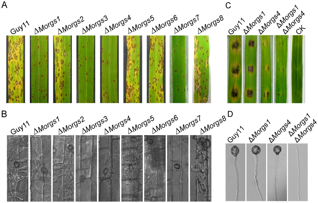 Loss of <i>MoRGS1</i>, <i>MoRGS3</i>, <i>MoRGS4</i>, and <i>MoRGS7</i> lead to a significantly reduction in pathogenicity.