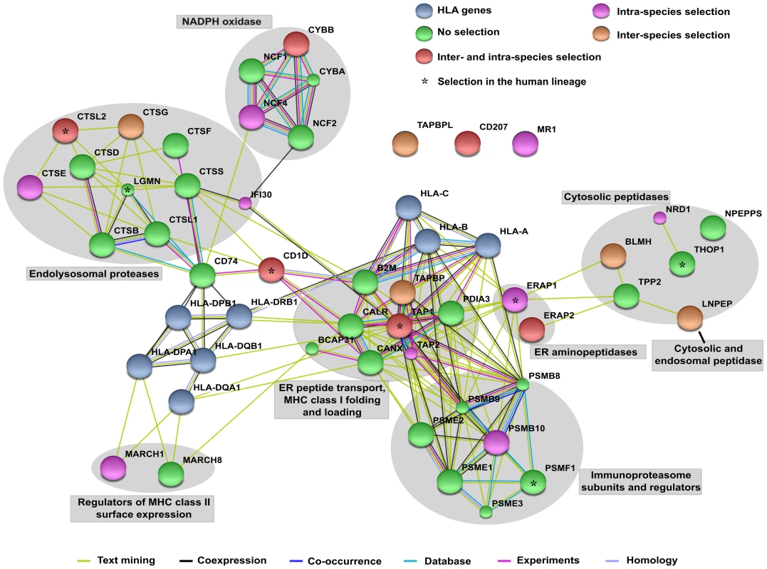 STRING interaction diagram of the analyzed genes.