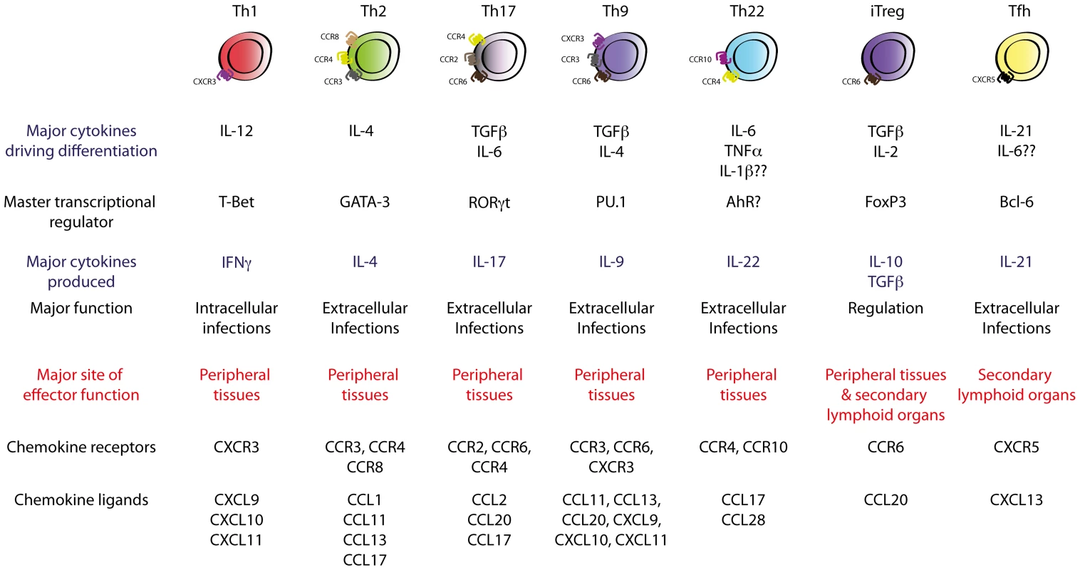 Currently known T<sub>H</sub> cell subsets.