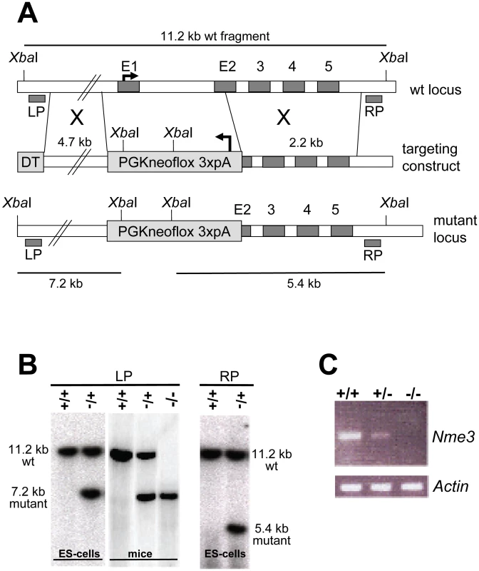 Targeted inactivation of the <i>Nme3</i> gene.