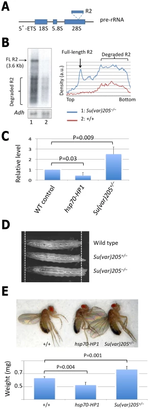 Heterochromatin controls rRNA transcription.