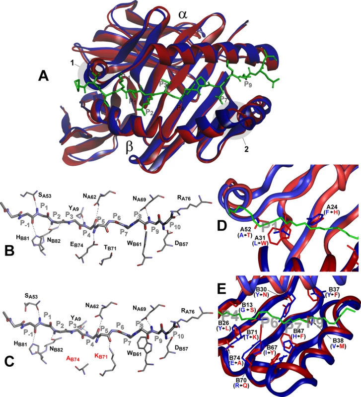 Molecular model of H2-A<sup>j</sup> molecule in comparison to H2-A<sup>b</sup>.