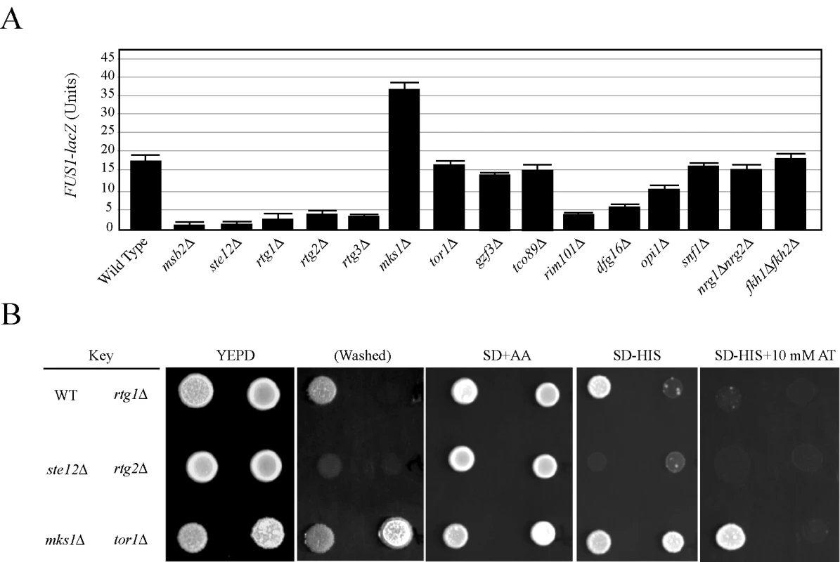 The role of filamentation control proteins on FG pathway activity.