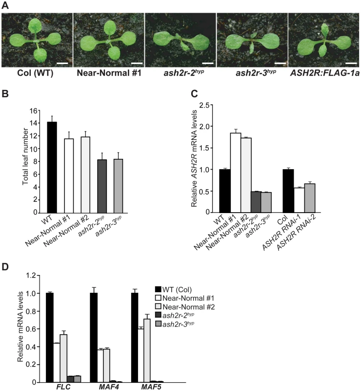 Characterization of the Hypomorphic <i>ash2r</i> Mutants.