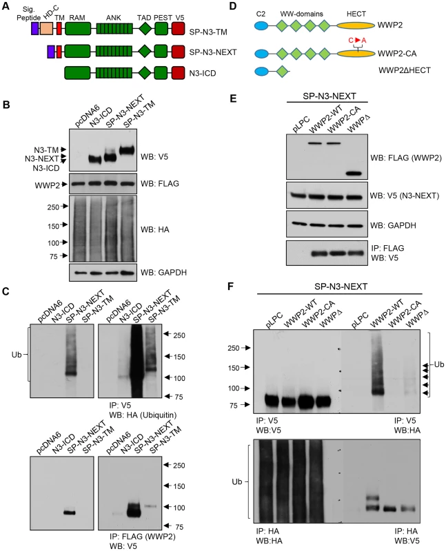 WWP2 ubiquitinates Notch3 receptor and regulates its activity.