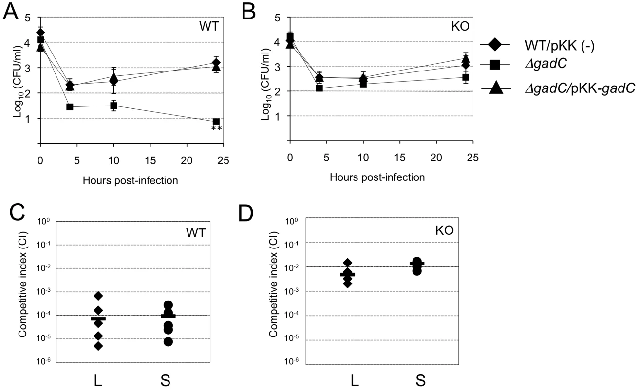 Intracellular survival and virulence in NADPH oxidase KO mice.