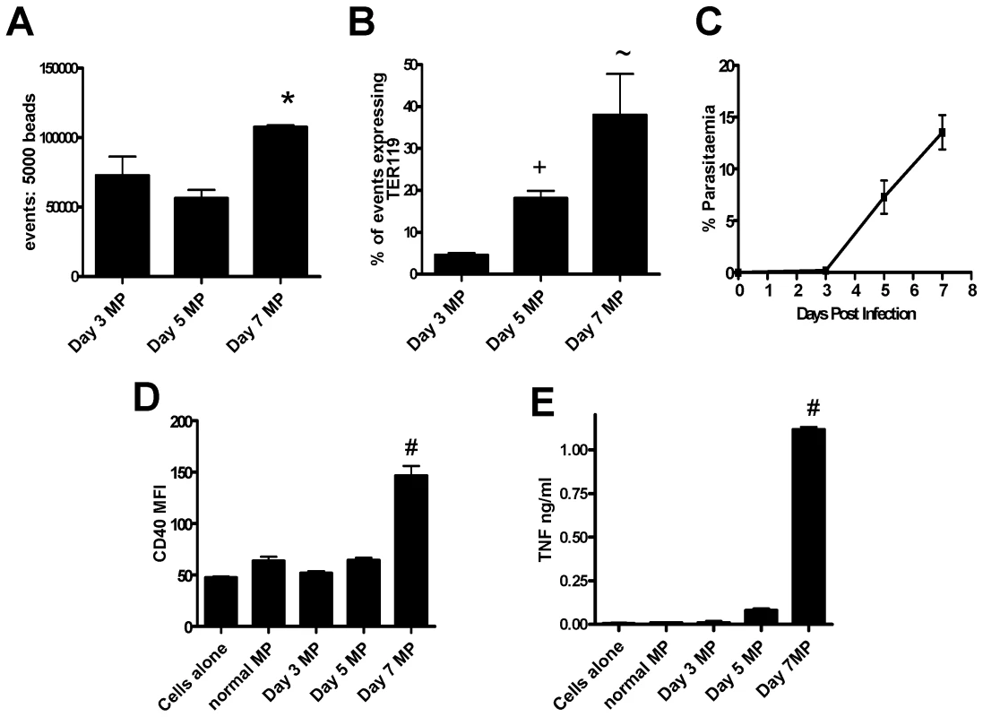 The generation of TER119<sup>+</sup> immunogenic MPs depends on the stage of malaria infection.