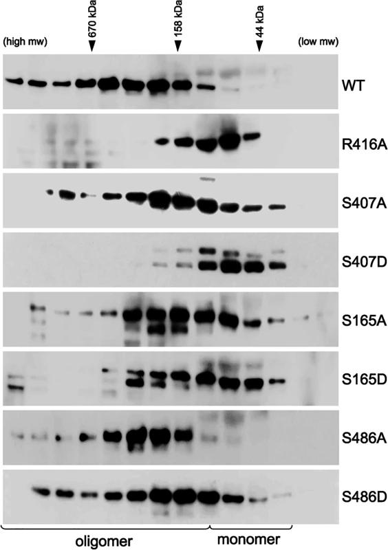 Critical serine residues control NP oligomerization in cells.