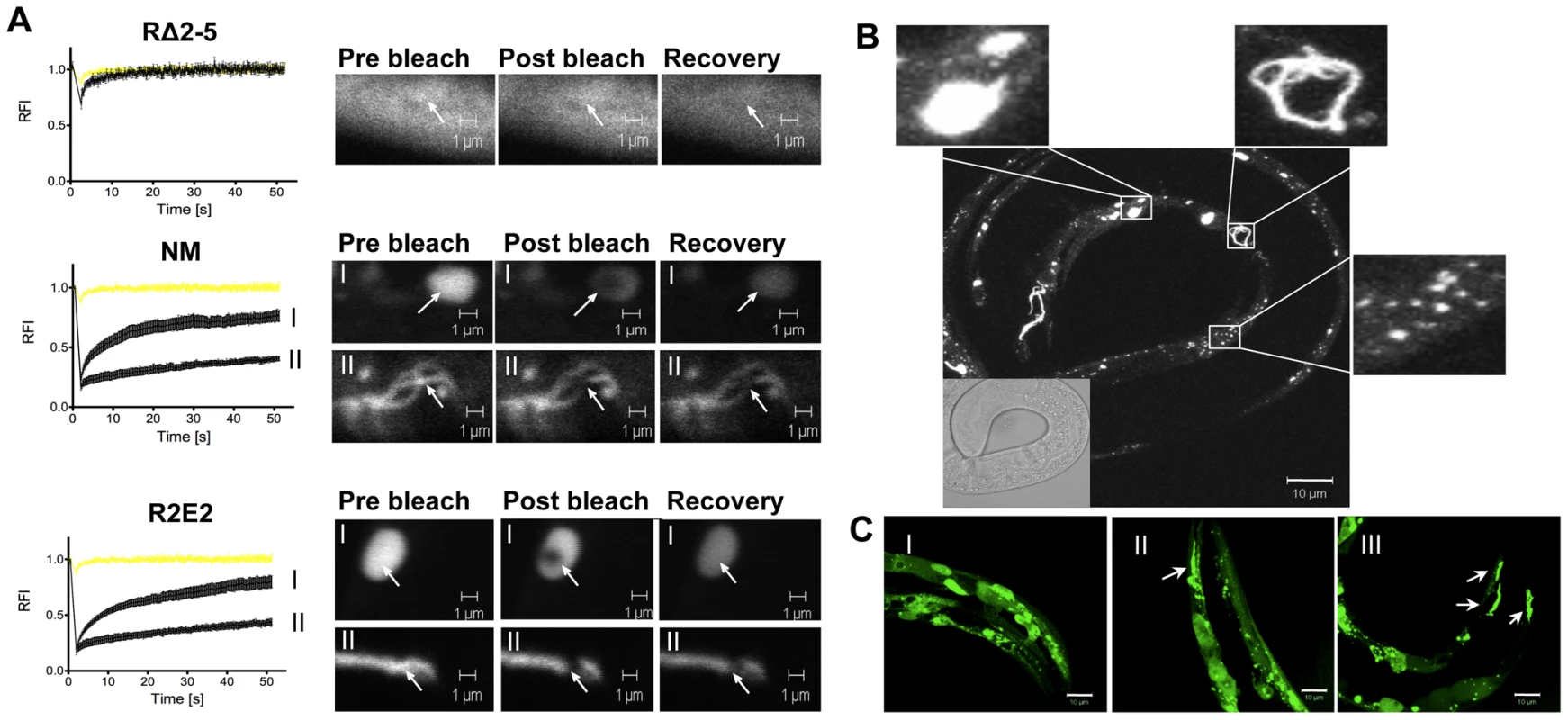 The prion domain forms biophysically and morphologically distinct aggregate types.