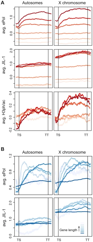JIL-1 distributes differently than elongating polymerase on active chromatin.