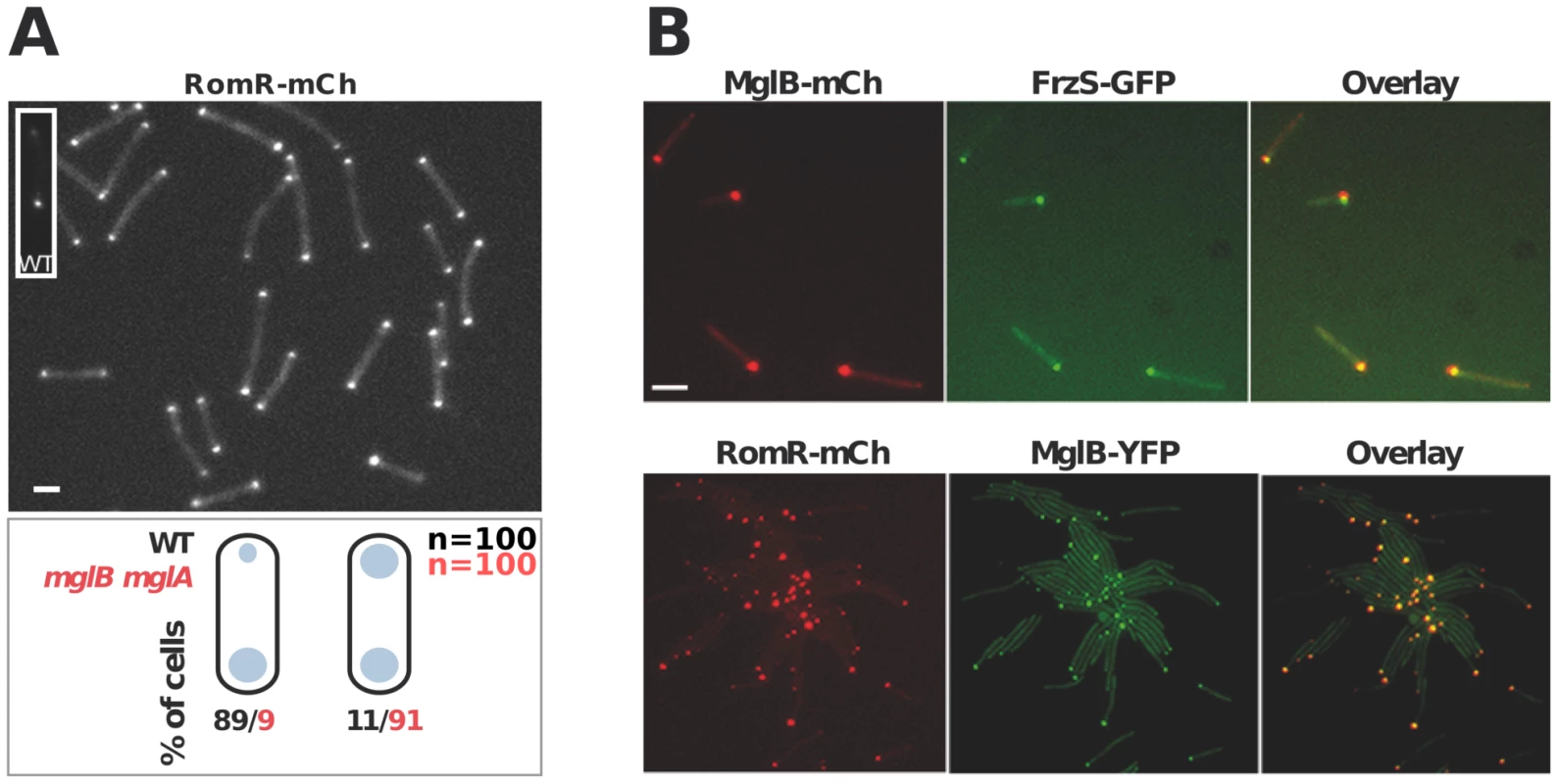 Polar localization of RomR is independent from MglAB but is regulated by MglB.