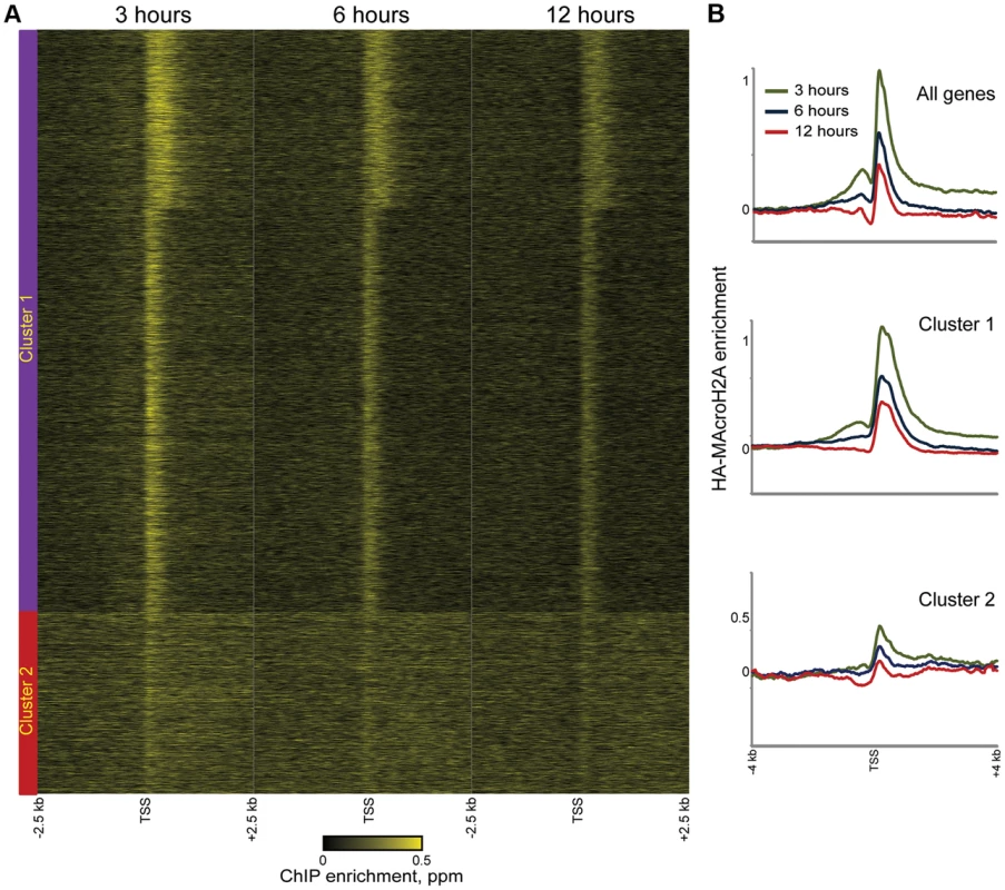 Rapid MacroH2A2 dynamics at promoters.