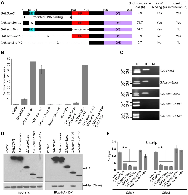 Scm3p can associate with <i>CEN</i> DNA independently of Cse4p, and the N-terminus of Scm3p mediates its centromeric association.