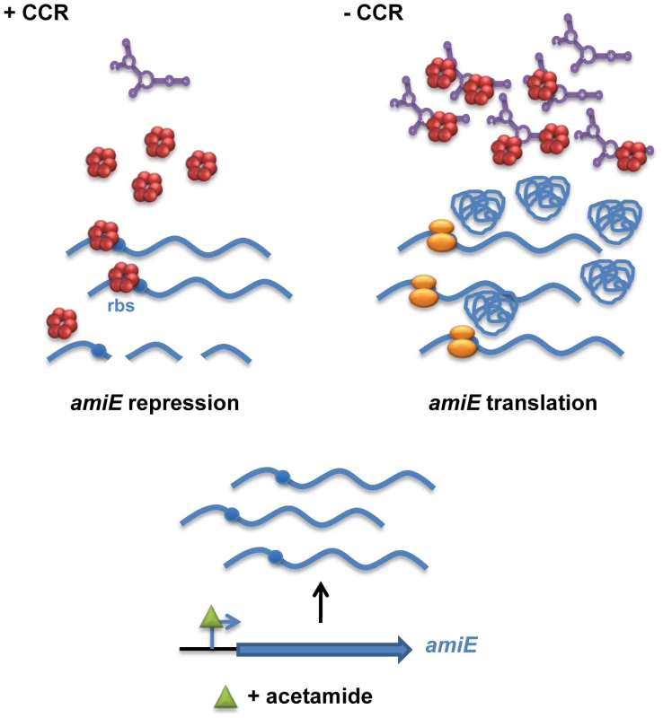 Simplified model for CCR in <i>Pseudomonas aeruginosa</i> orchestrated by Hfq and CrcZ.