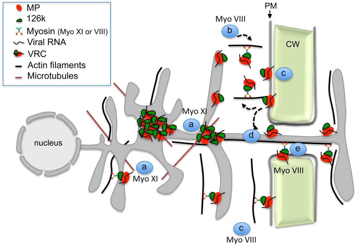 Model illustrating the role of the actomyosin system in the intra- and intercellular movement of TMV.