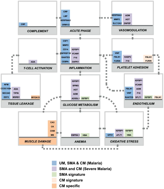 Overview of panels of proteins and their physiological pathways predicting the different malaria clusters.