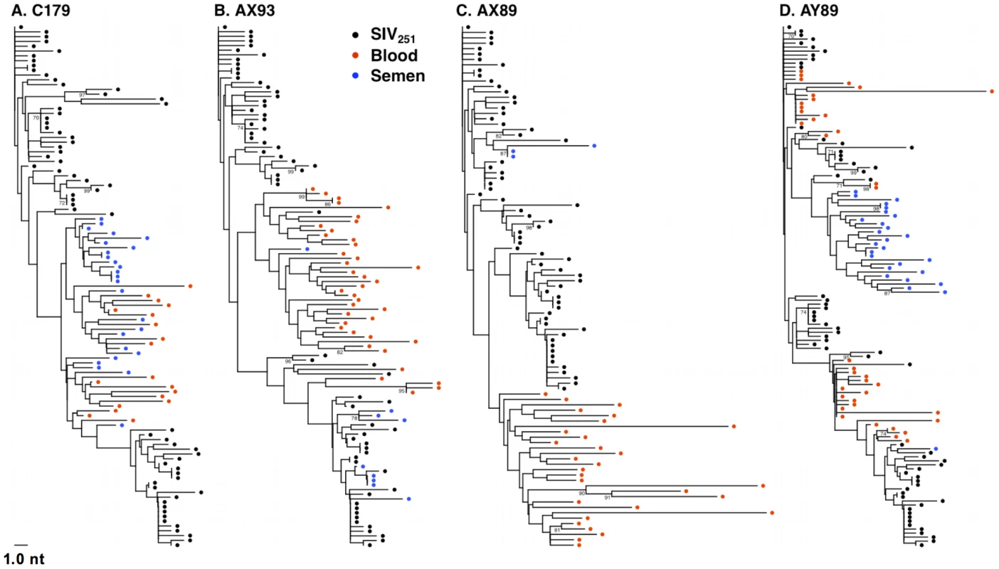 Anatomic sequestration, and diversification of SIV during set point virus replication.