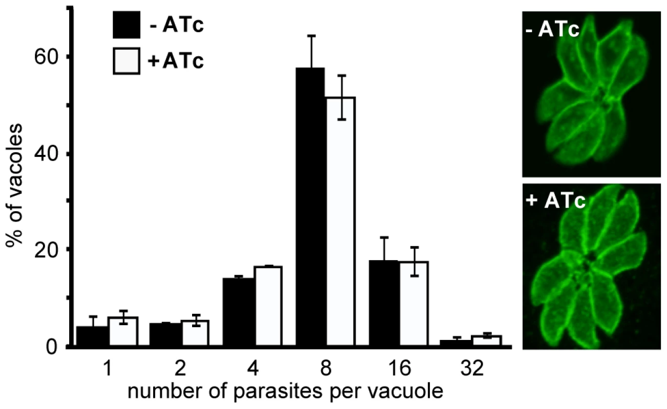 RNG2 is not required for intracellular parasite replication.