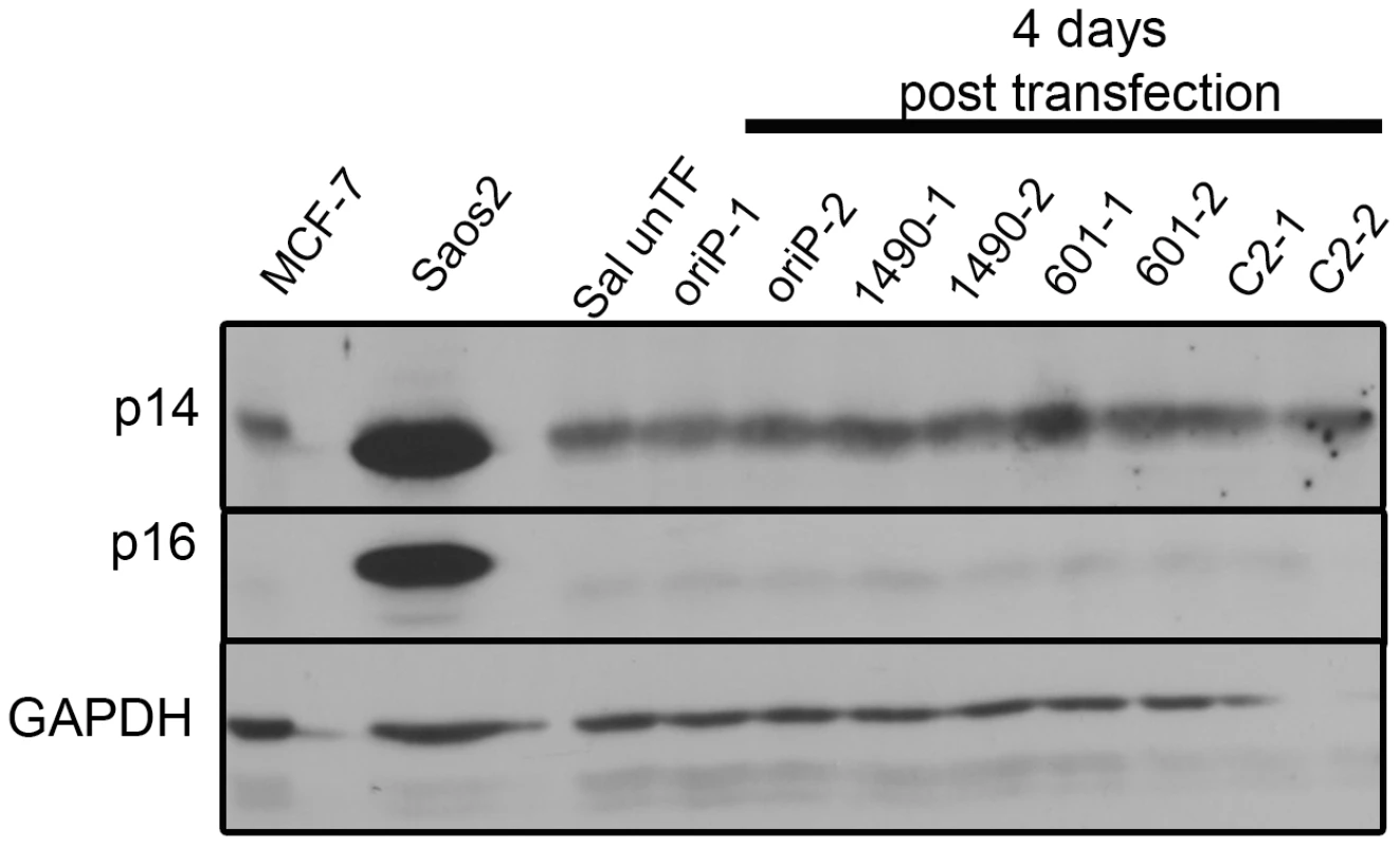 EBNA-3A does not repress p14<sup>ARF</sup> or p16<sup>INK4a</sup> expression in in Wp-R BL.