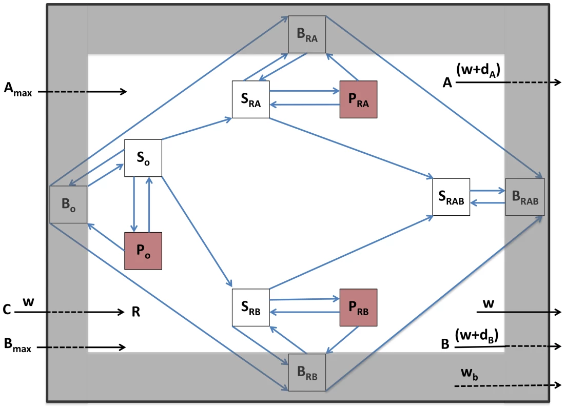 Schematic diagram of the population and evolutionary dynamic model of two-drug therapy.