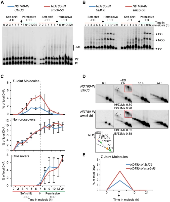 Joint molecules accumulated without functional Smc6 protein can be resolved when its function is restored during resolution.