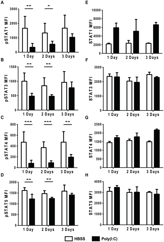 Refractoriness to IFNβ stimulation is transient and not due to reduced total STAT levels.