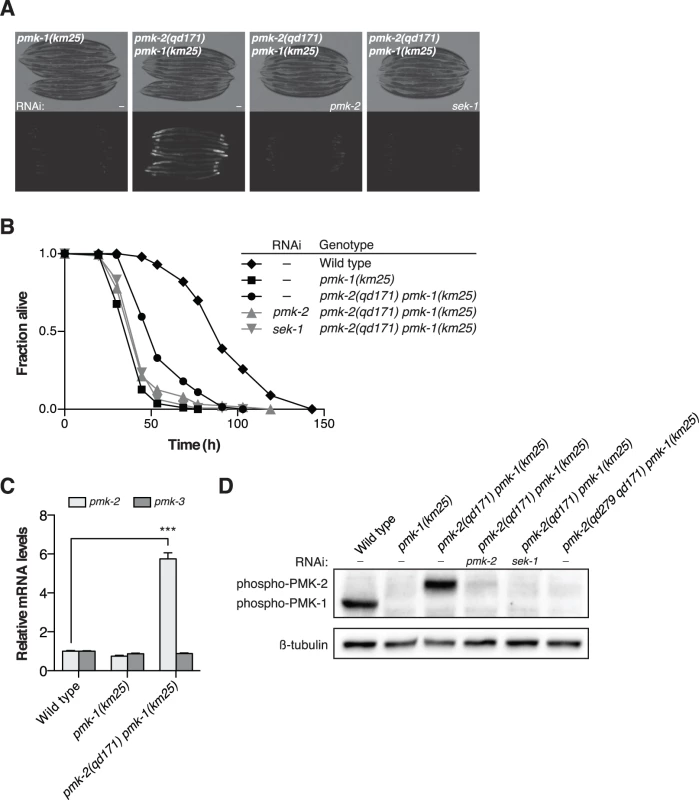 A deletion in the 3’UTR of <i>pmk-2</i> confers an increase in PMK-2 expression that can substitute for PMK-1 activity in the intestine.