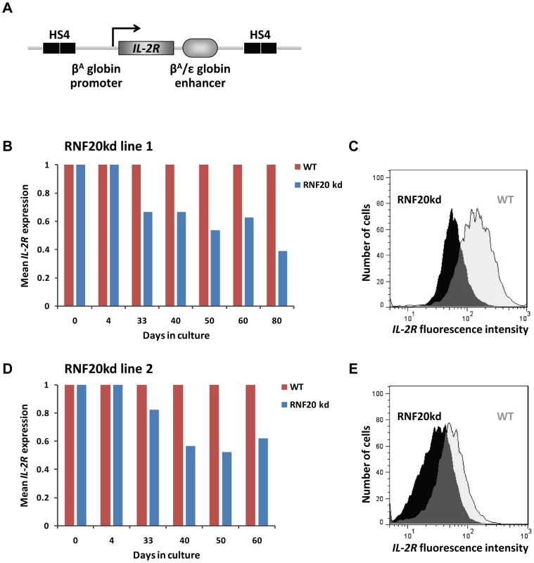 H2B ubiquitination is required for HS4 barrier activity.
