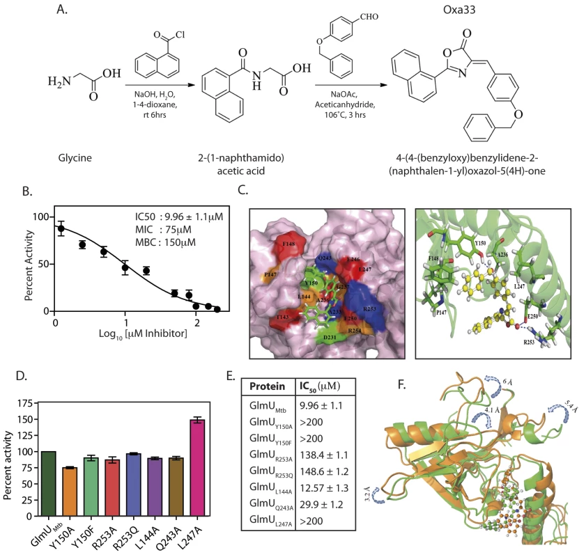 Oxa33, a novel inhibitor against GlmU<sub>Mtb</sub> binds at allosteric site of uridyltransferase domain.