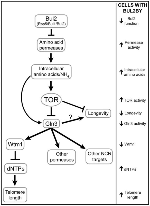 Model for BUL2-mediated alteration of telomere length and chronological lifespan.