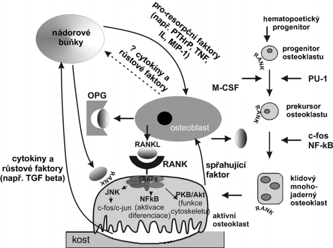 Interakce mezi osteoblasty, osteoklasty a nádorovými buňkami
PTHrP – parathormone related peptide, TNF-α – tumor necrosis
faktor alfa, MIP-1 – makrofágový zánětlivý protein 1 alfa,
OPG – osteoprotegerin, RANK – receptor activating nuclear
factor kappa B, RANKL – ligand pro RANKL,
TGF-β – transformující růstový faktor beta