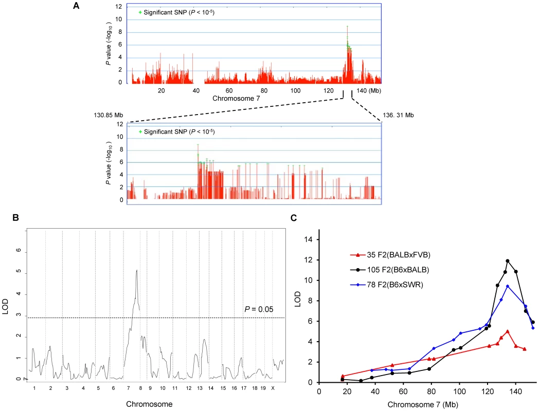 <i>Civq1</i> on chromosome 7 re-identified in intercrosses between multiple mouse strains.