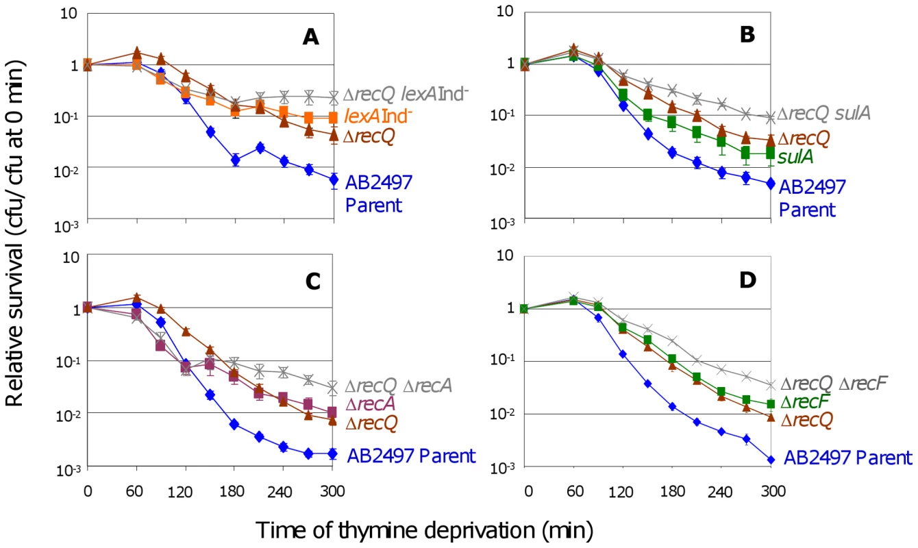 RecQ promotes TLD SOS- and RecA-independently.