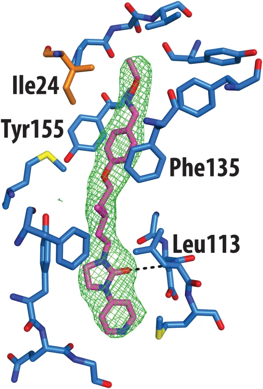 Real-space averaged OMIT |<i>F</i><sub>o</sub>| − |<i>F</i><sub>c</sub>| map (green mesh) of GPP3 inhibitor bound to CVA16.