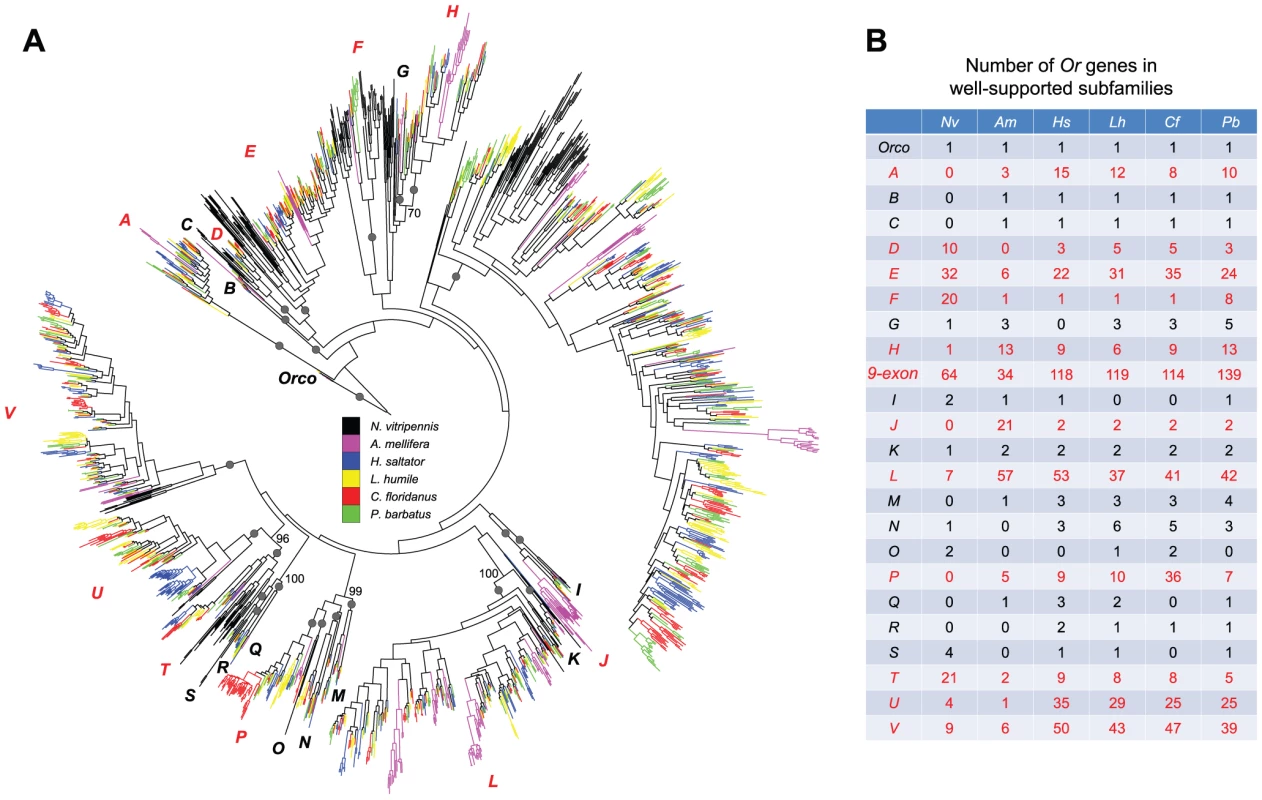 Phylogenetic relationships of Hymenoptera <i>Or</i> genes.