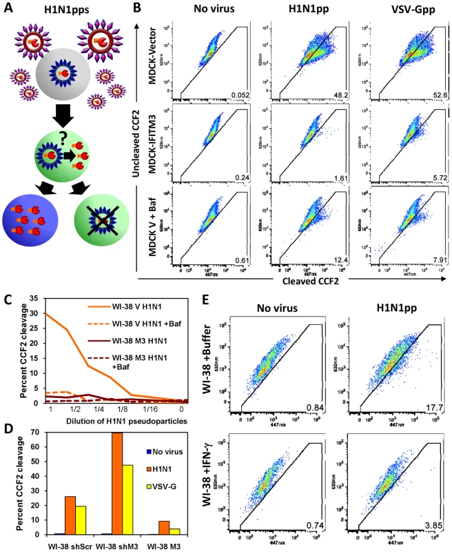 HA or VSV-G-mediated fusion is inhibited by IFN or IFITM3.