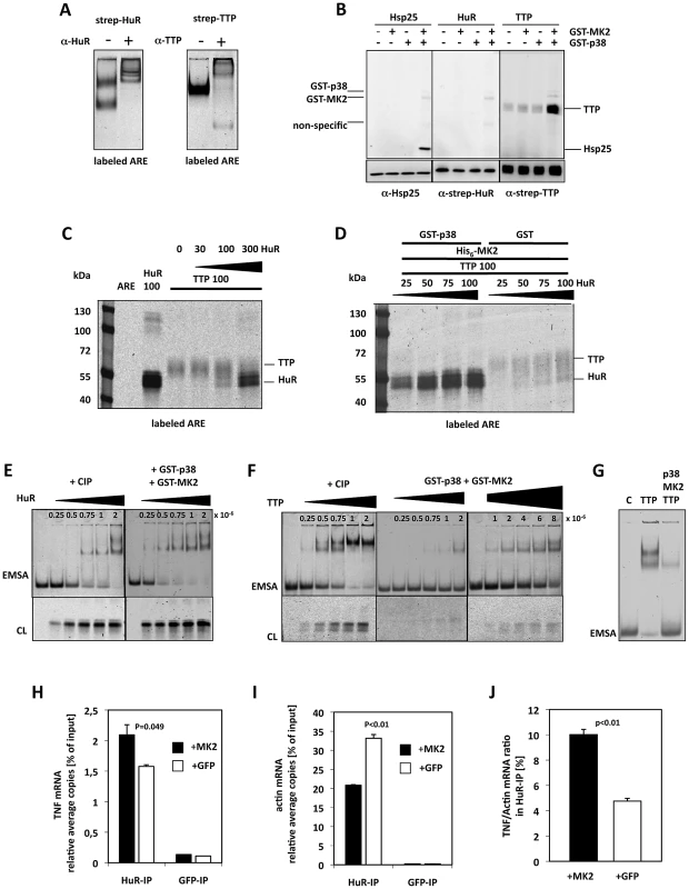 MK2-dependent competition in TNF–ARE binding of HuR and TTP <i>in vitro</i> and in LPS-stimulated macrophages.