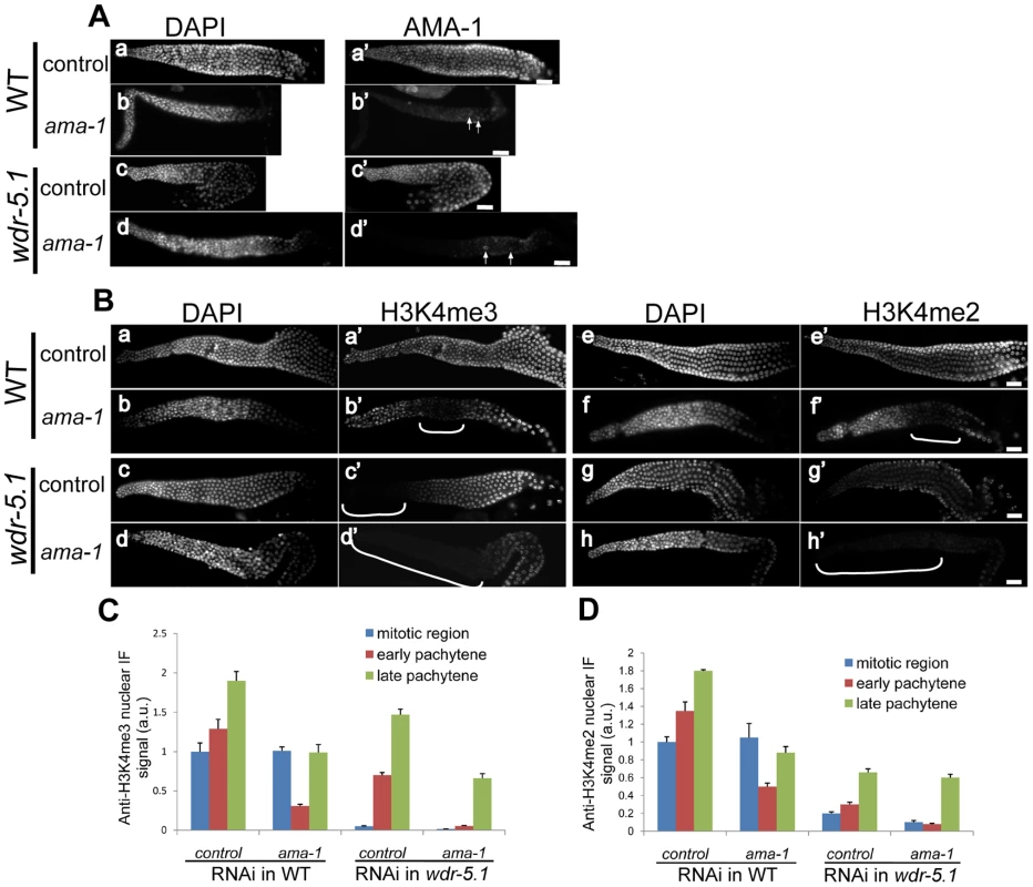 WDR-5.1–dependent H3K4 methylation in adult GSCs is unaffected by depletion of <i>ama-1</i>.