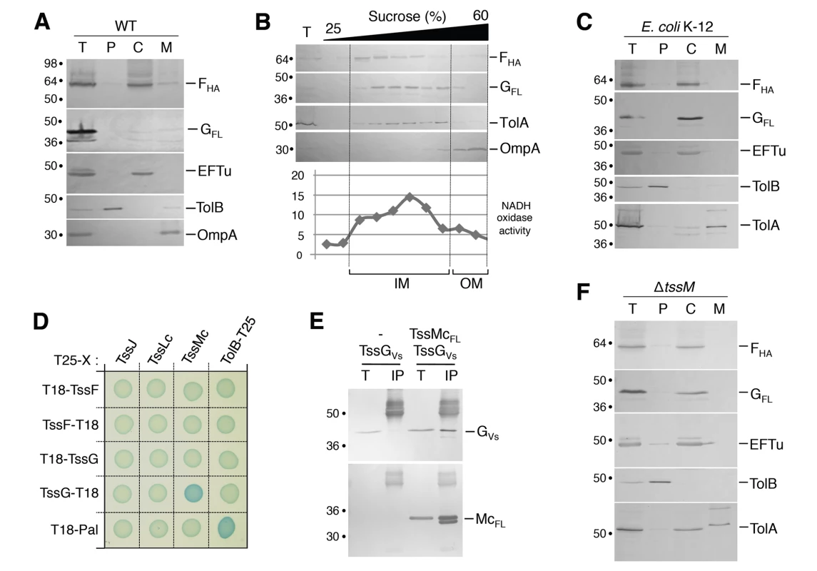 TssF and TssG are soluble proteins that associate with the IM via contacts between TssG and the cytoplasmic loop of TssM.