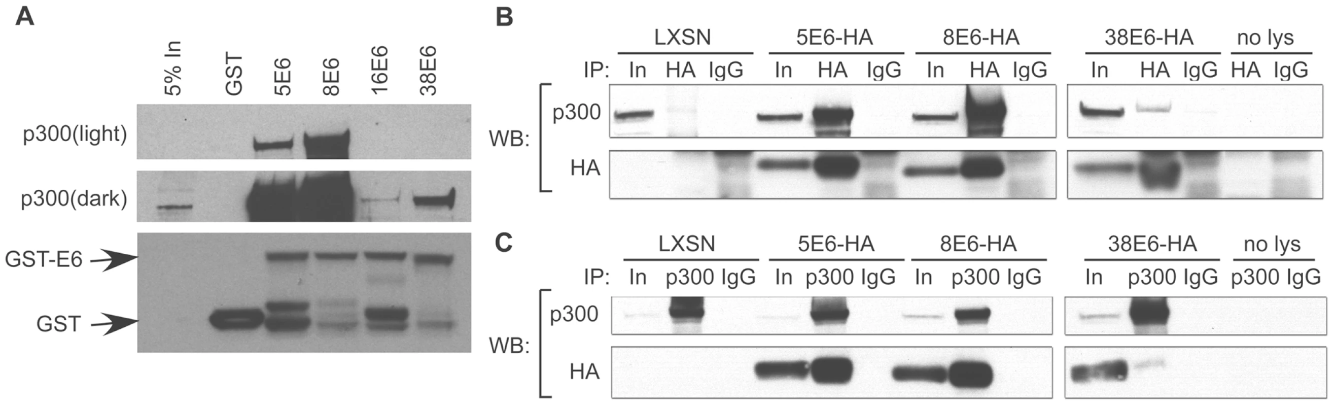 E6 from α and β HPVs bind p300 with different strengths.
