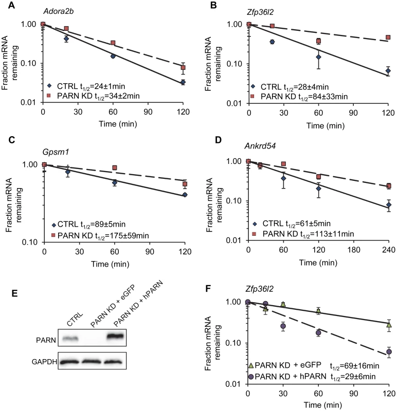 Independent assays validate the changes in decay in PARN KD cells and verify that stabilization is due to PARN depletion.