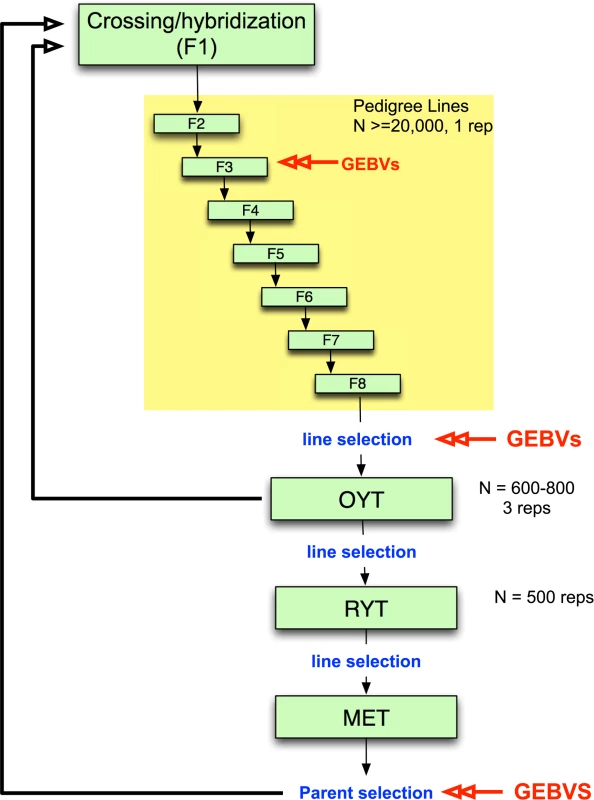 Example of irrigated rice breeding pipeline that incorporates genomic selection.