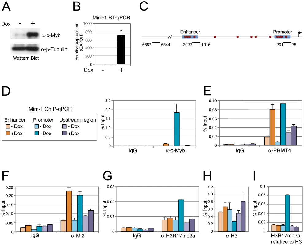 PRMT4 and Mi2 are concomitantly recruited with c-Myb to the <i>Mim-1</i> gene.