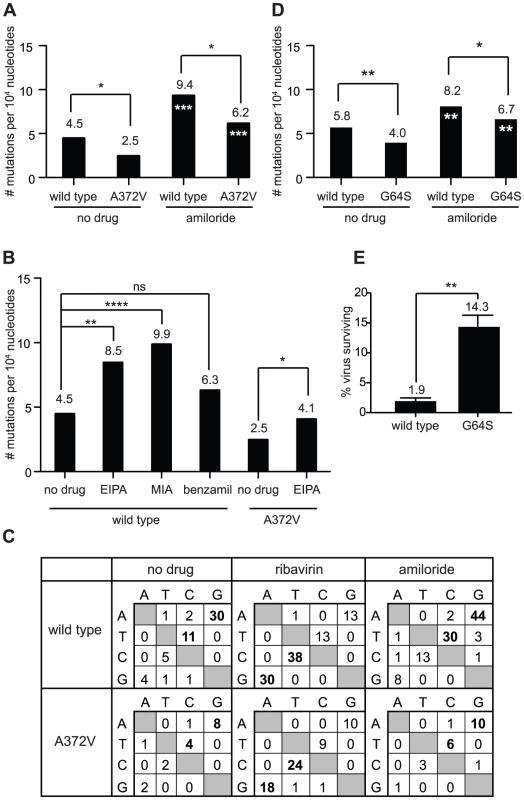 Amiloride has RNA mutagenic activity to which high fidelity RdRp variants of picornaviruses resist.