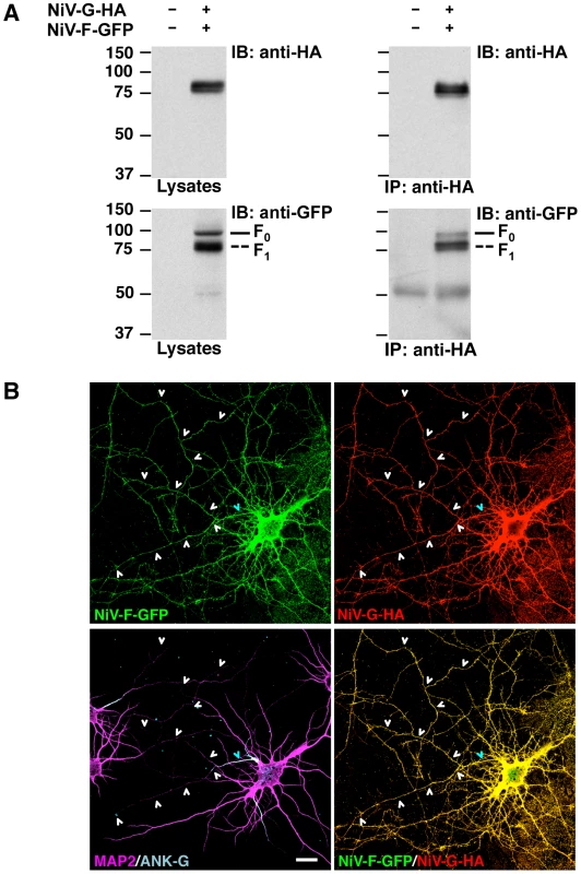 Interaction with NiV-G abolishes somatodendritic sorting of NiV-F.