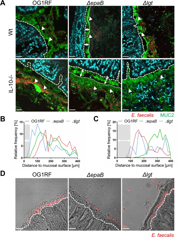 EpaB mediates <i>E</i>. <i>faecalis</i> adhesion to intestinal mucus and mucosal surfaces <i>in vivo</i>.