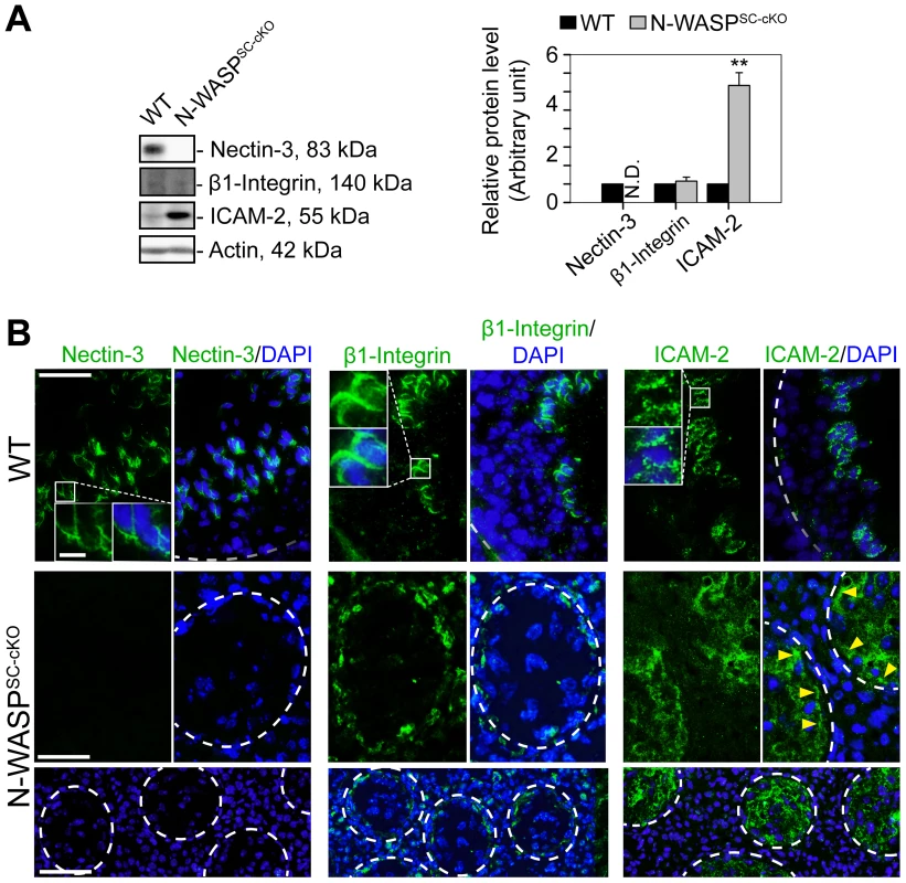 Abnormal localization and expression patterns of apical ES proteins in the seminiferous epithelium of N-WASP<sup>SC-cKO</sup> mouse testes.