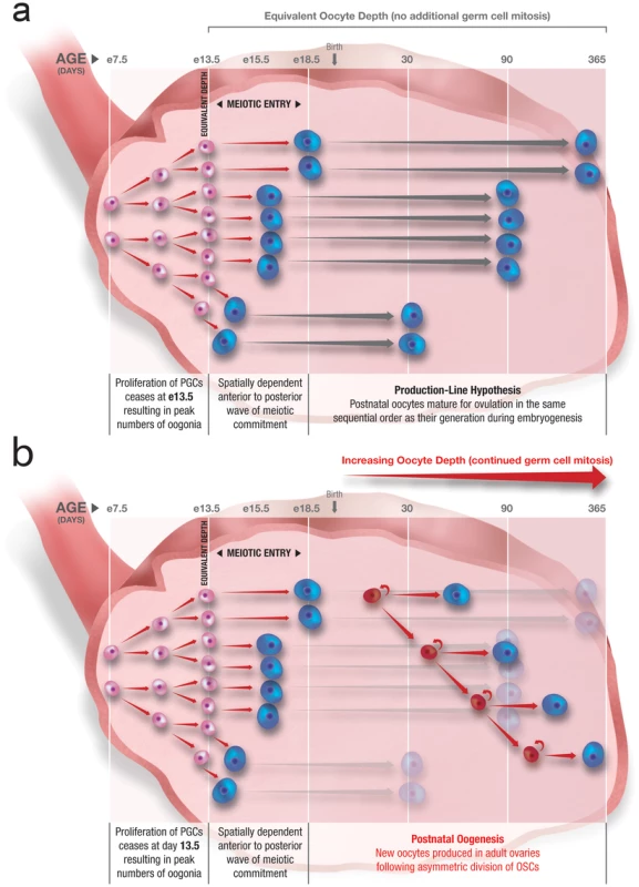 Postnatal oogenesis through ongoing oogonial stem cell (OSC) mitosis explains increasing oocyte depth with age.