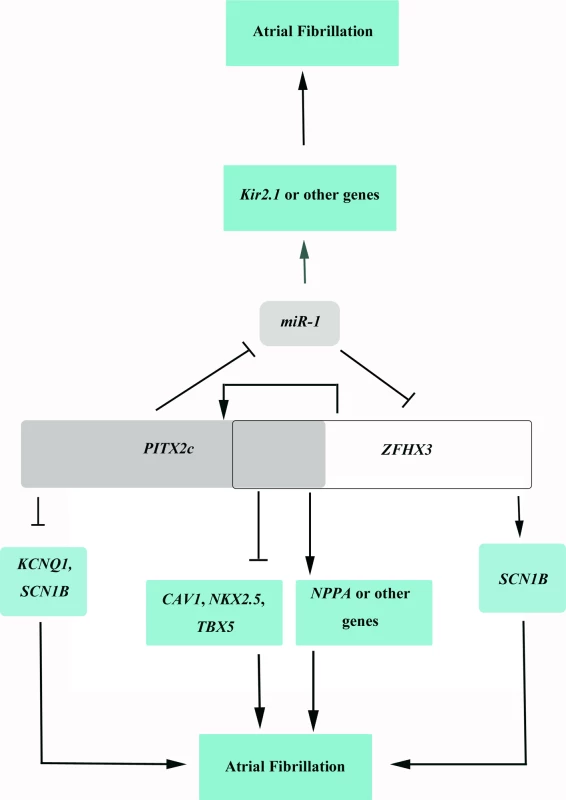 A schematic diagram showing the cyclic cross-regulation of <i>PITX2c</i> and <i>ZFHX3</i>, which underlies the interaction between <i>PITX2c</i> and <i>ZFHX3</i> involved in the pathogenesis of AF.